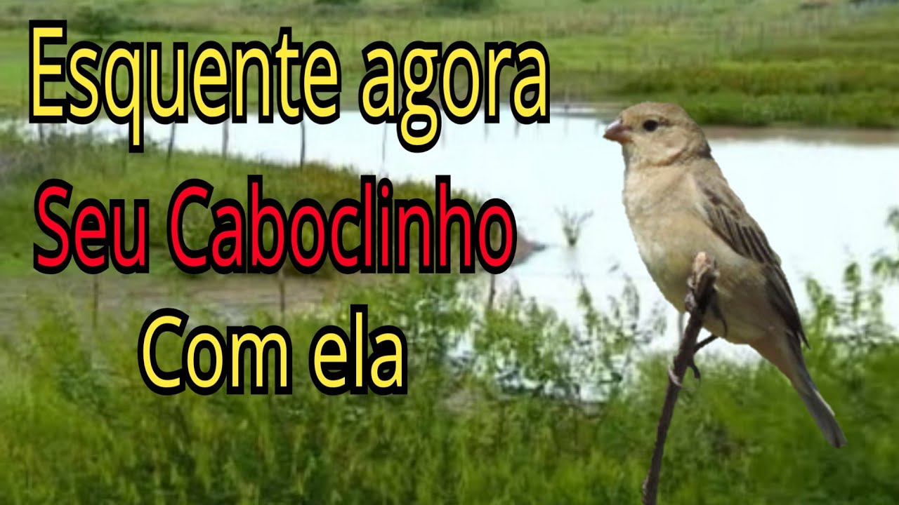 fêmea de caboclinho chamando para esquentar o macho logo