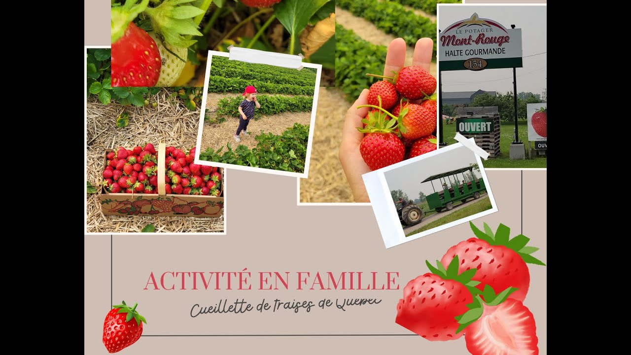 Activité en famille : cueillette de fraises 🍓 à Montréal