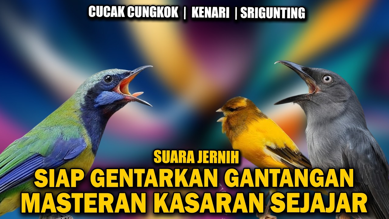 GETARKAN GANTANGAN! MASTERAN LAGU MEWAH CUCAK CUNGKOK TEPUS KEPALA ABU KENARI