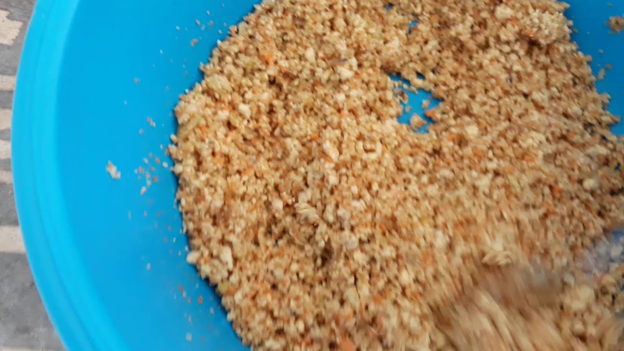 Distribution de pâtée maison pour canaris