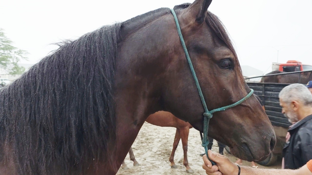 FEIRA DE CAVALOS EM CARUARU-PE  20-05-2025 #nordeste.