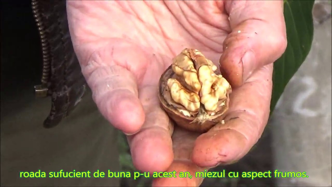 Informatie despre soiurile si formele de nuci la SRL Gospodarul Rediu Partea I Nr  52, nr  63