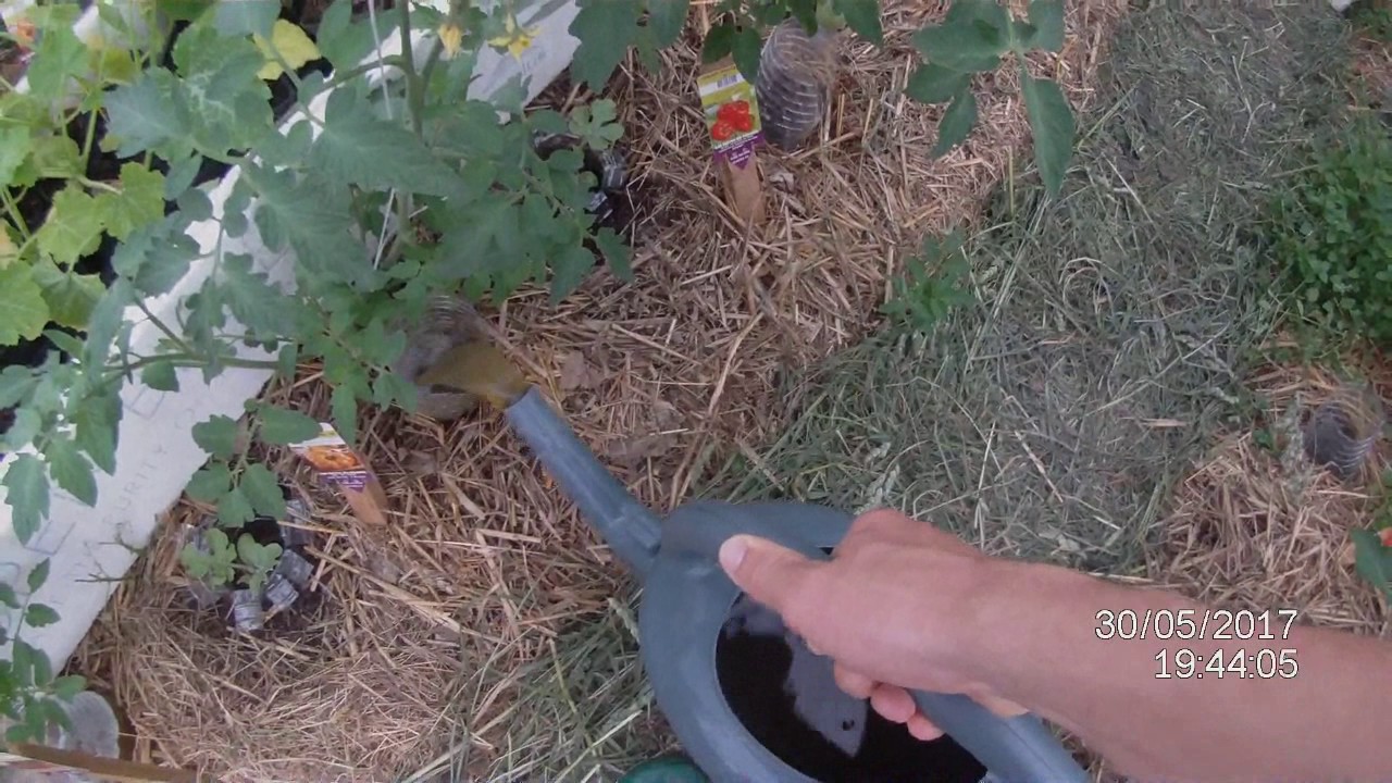 Arrosage des plants de tomates avec du purin d'ortie.