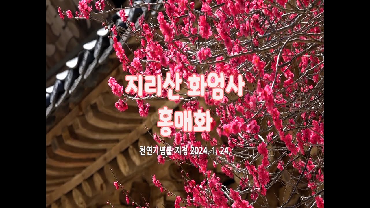 지리산 화엄사 홍매화 천연기념물 지정