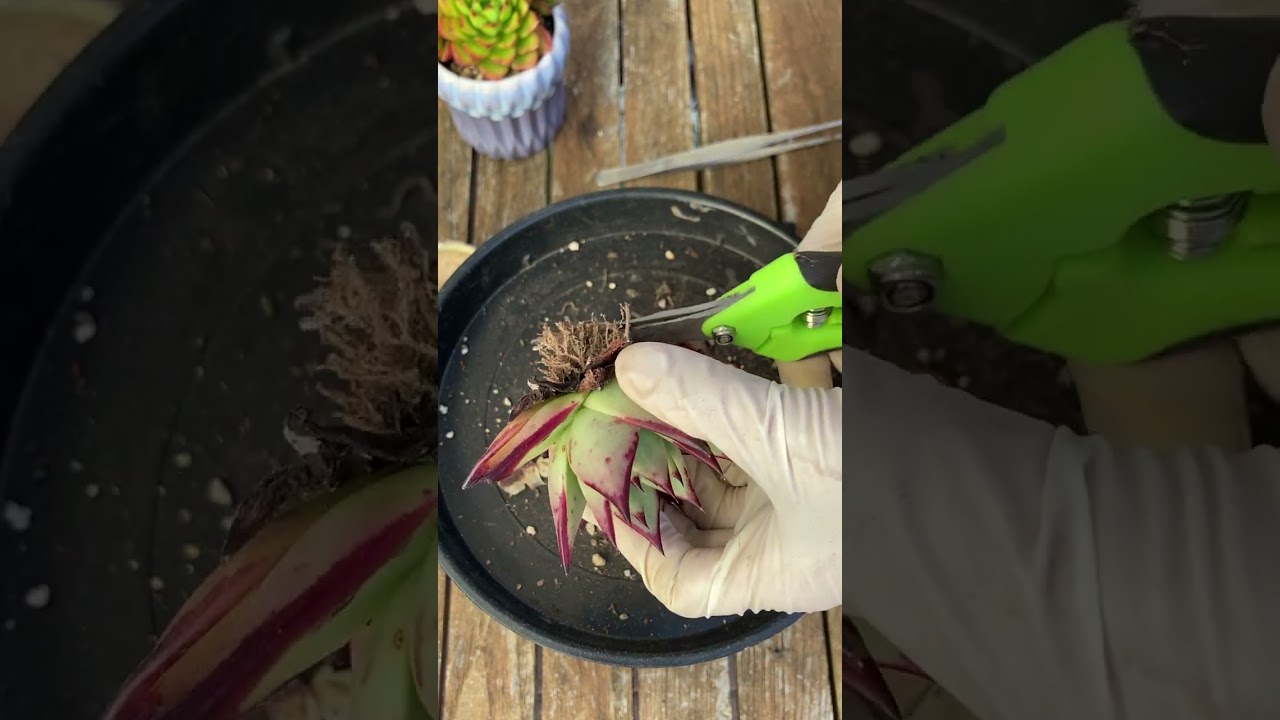 Let’s repot beautiful succulent-Thay chậu sen đá #succulent #senda 