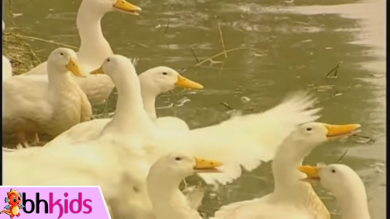 CHI CHI CHÀNH CHÀNH - Nhạc Thiếu Nhi Hay Nhất