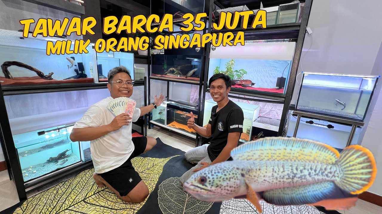 NEKAT? KE SINGAPURA TAWAR BARCA 35 JUTA? PEMILIKNYA KAGET