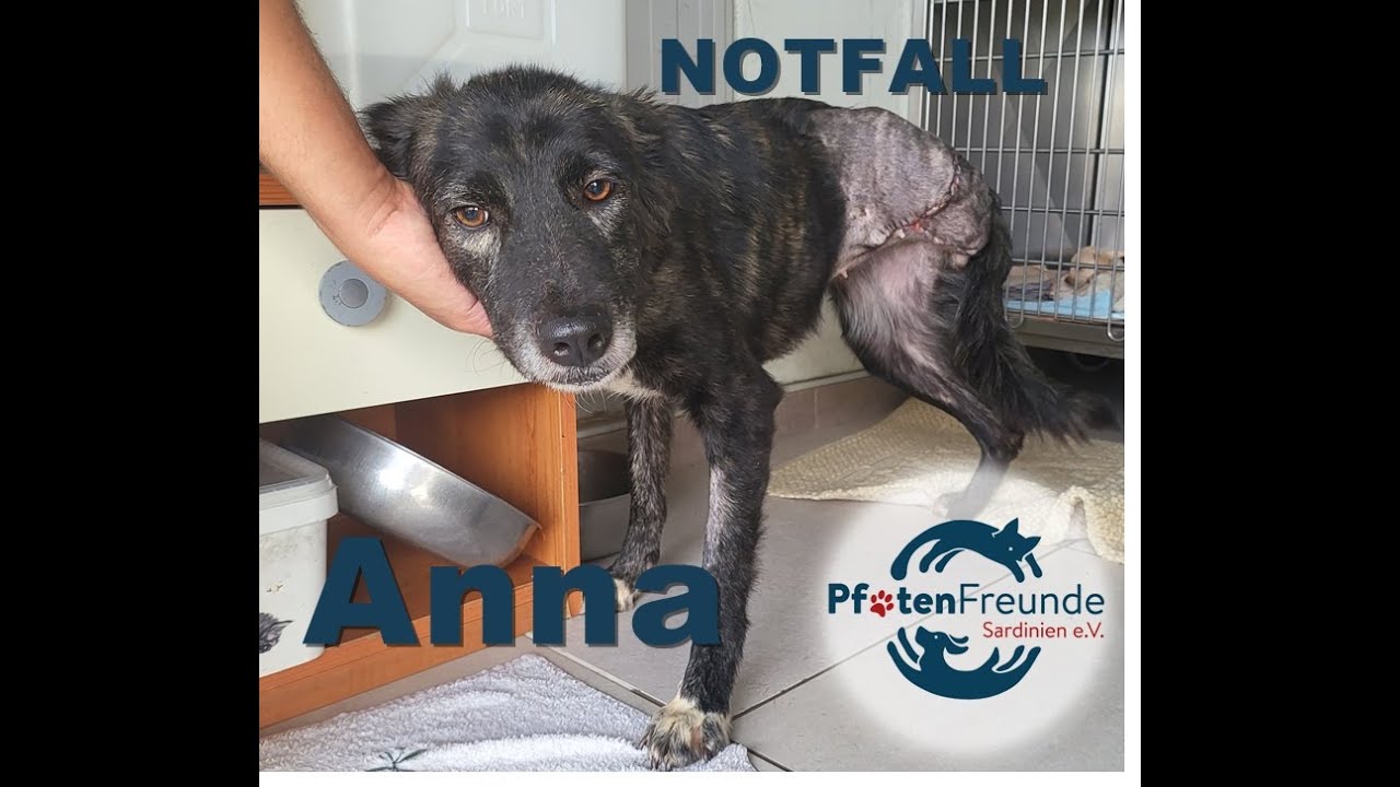 Zuhause gefunden - Anna
