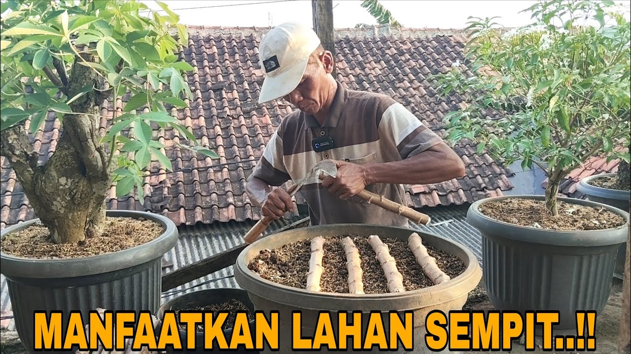 CARA MENANAM BATANG SINGKONG UNTUK DIPANEN DAUNNYA !!