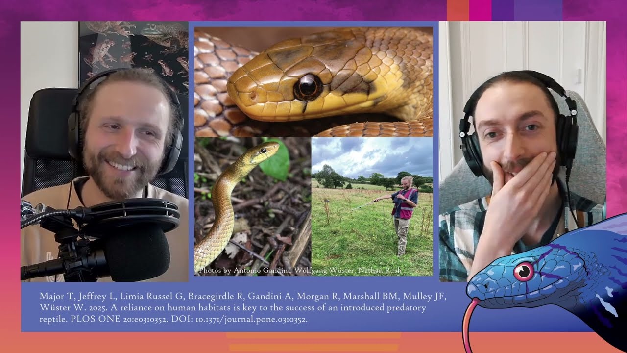 222 Aesculapian snake special - serpents in the city