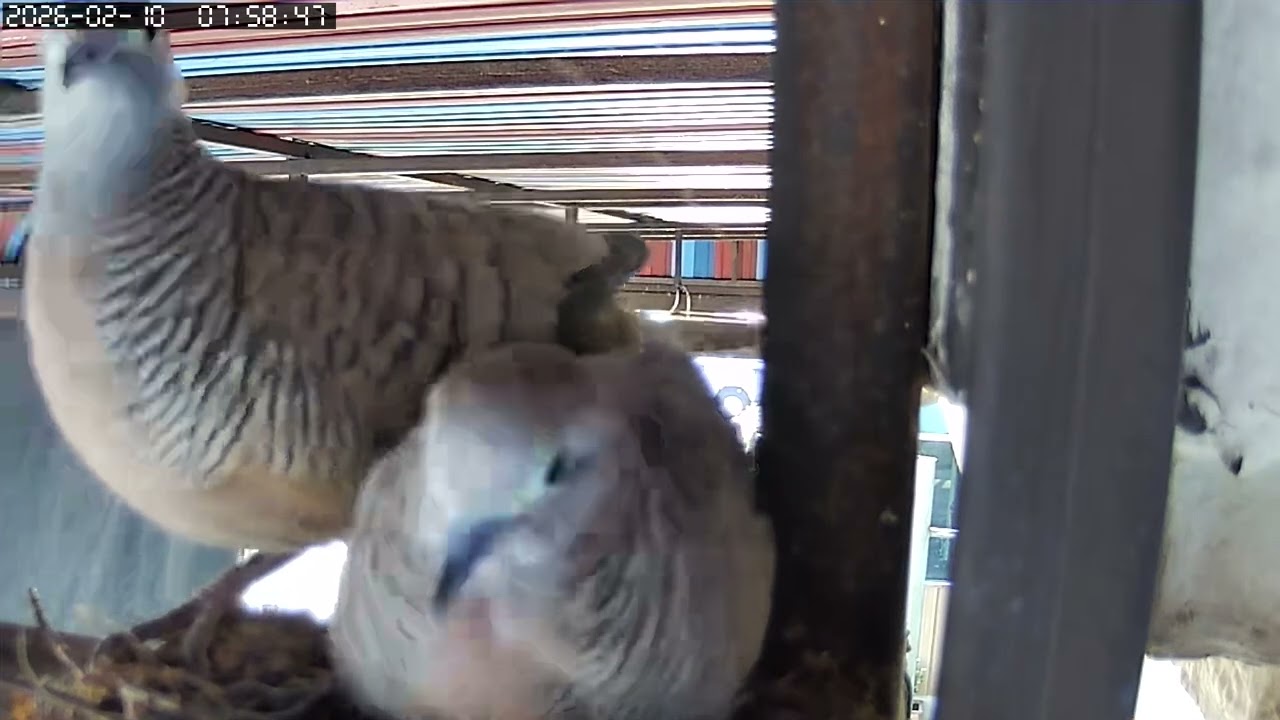 10/02/26 EP133 นกเขา This close-up footage captures the intimate moments of a Zebra Dove