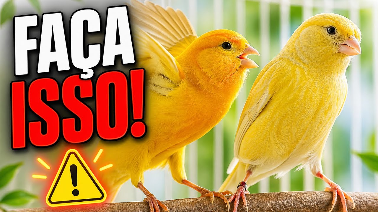 FÊMEA RECUSANDO GALA ? VEJA COMO RESOLVER! 🐦⚠️