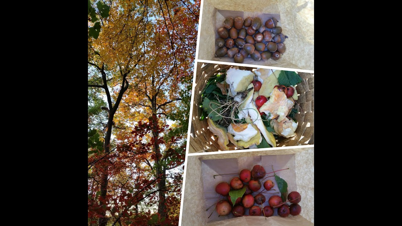 Autumn Foraging Challenge Part I - Wild Edible Collection