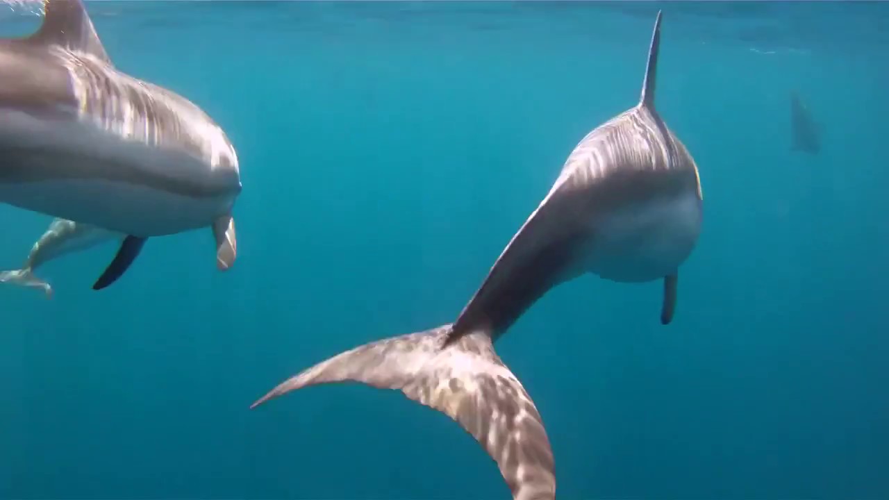 Ecco a voi TARANTO, LA CITTA' DEI DELFINI