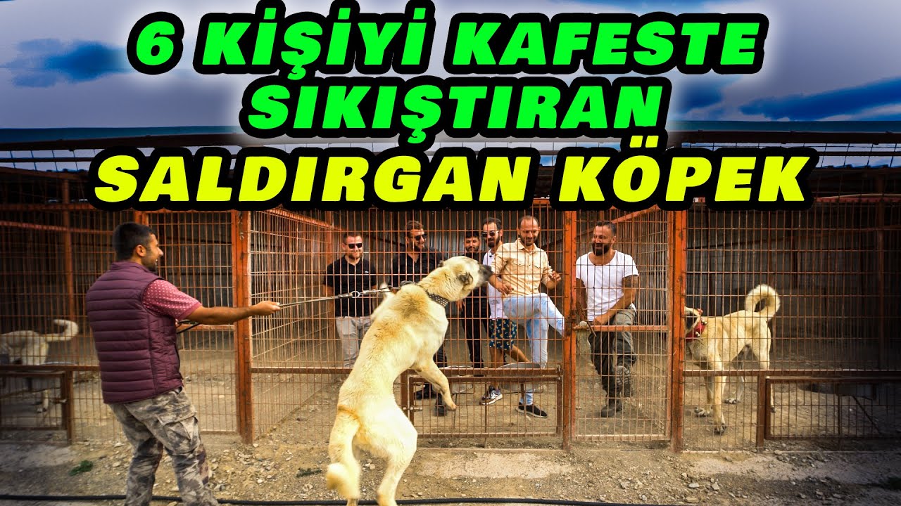 Он нашел лучшее из гигантской турецкой собаки в мусоре! КангалСобака