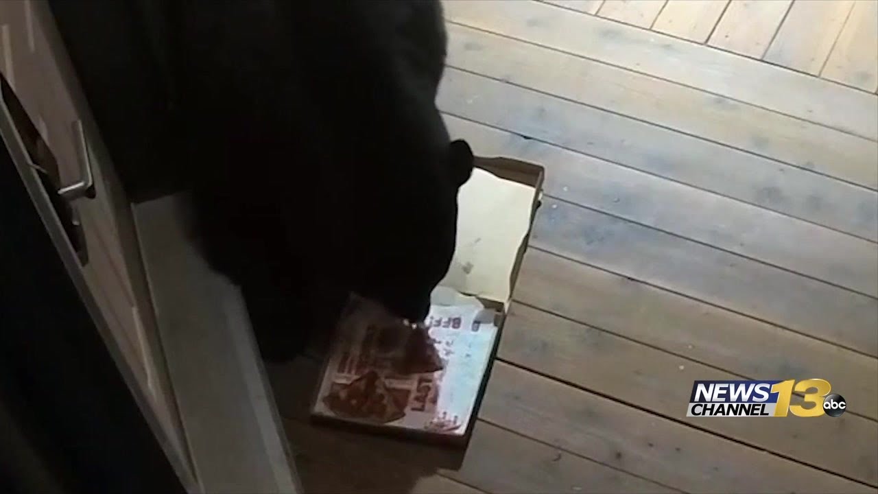 Bear eats delivery pizza left on doorstep in Colorado Springs