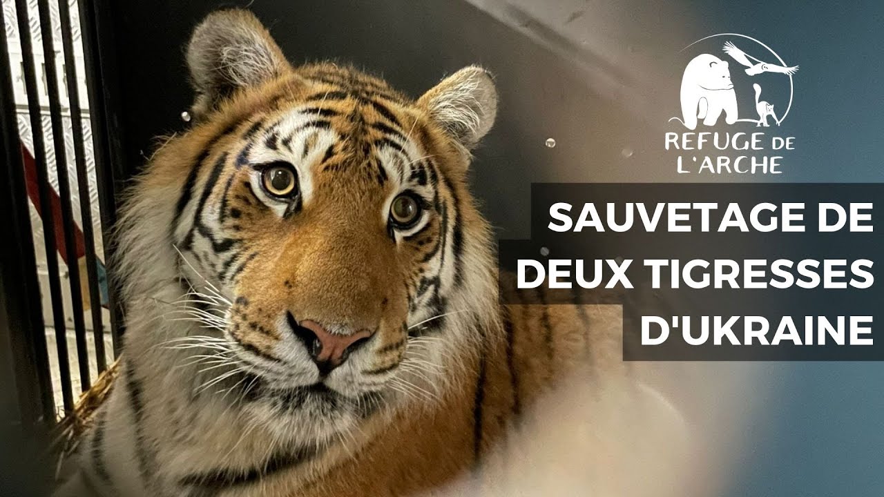 SAUVETAGE DE DEUX TIGRESSES VICTIMES DE LA GUERRE EN UKRAINE ! 🐯🇺🇦