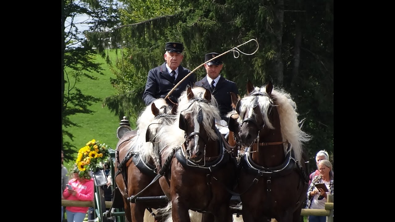 Rossfest 2022 St.Märgen 11.09.22 Vorstellung der Schwarzwälder Zuchthengste des HuL Gestüts Marbach