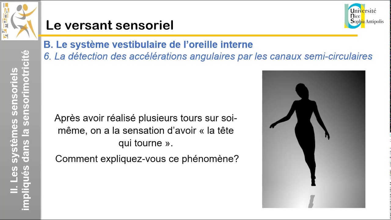 III. Le versant sensoriel: Le système vestibulaire