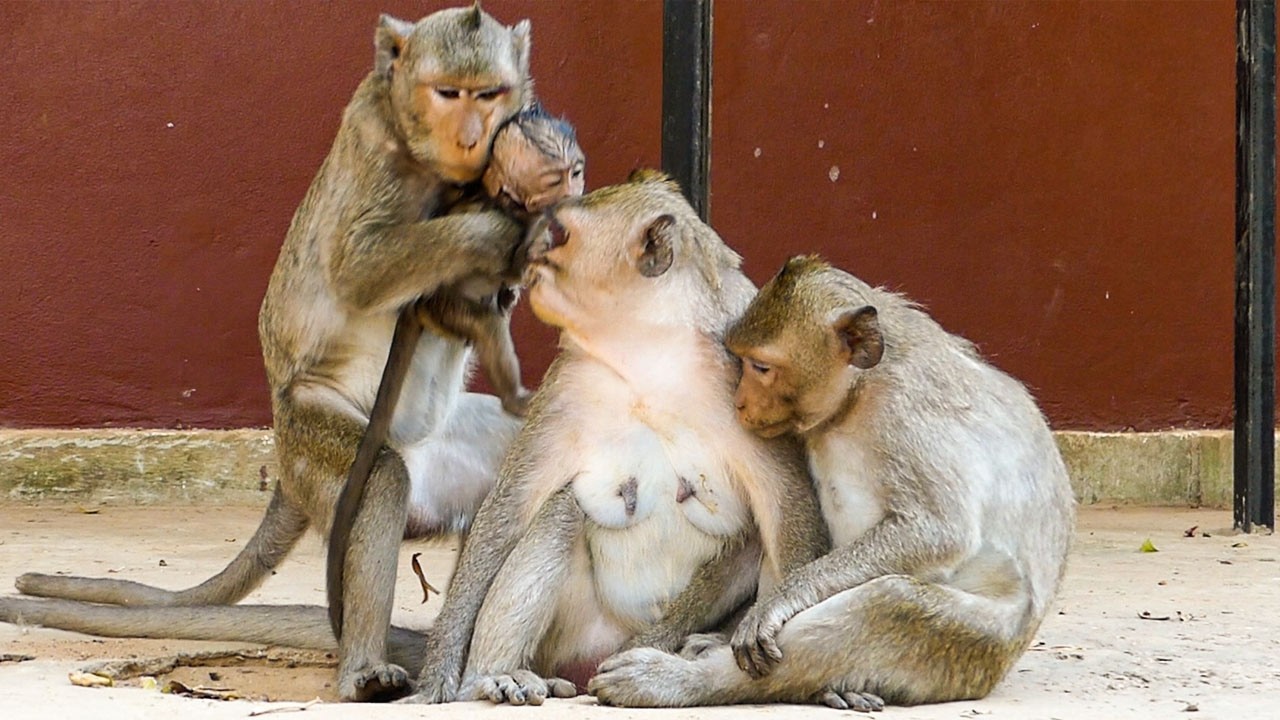 Peaceful nature life | Monkey Sami hugs baby Jiva & doesn't let her back to mom Jazzy