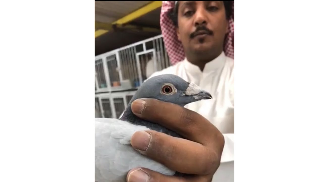 من داخل لوفت البطل احمد سعد الجويسري حمام اجسام فوووول