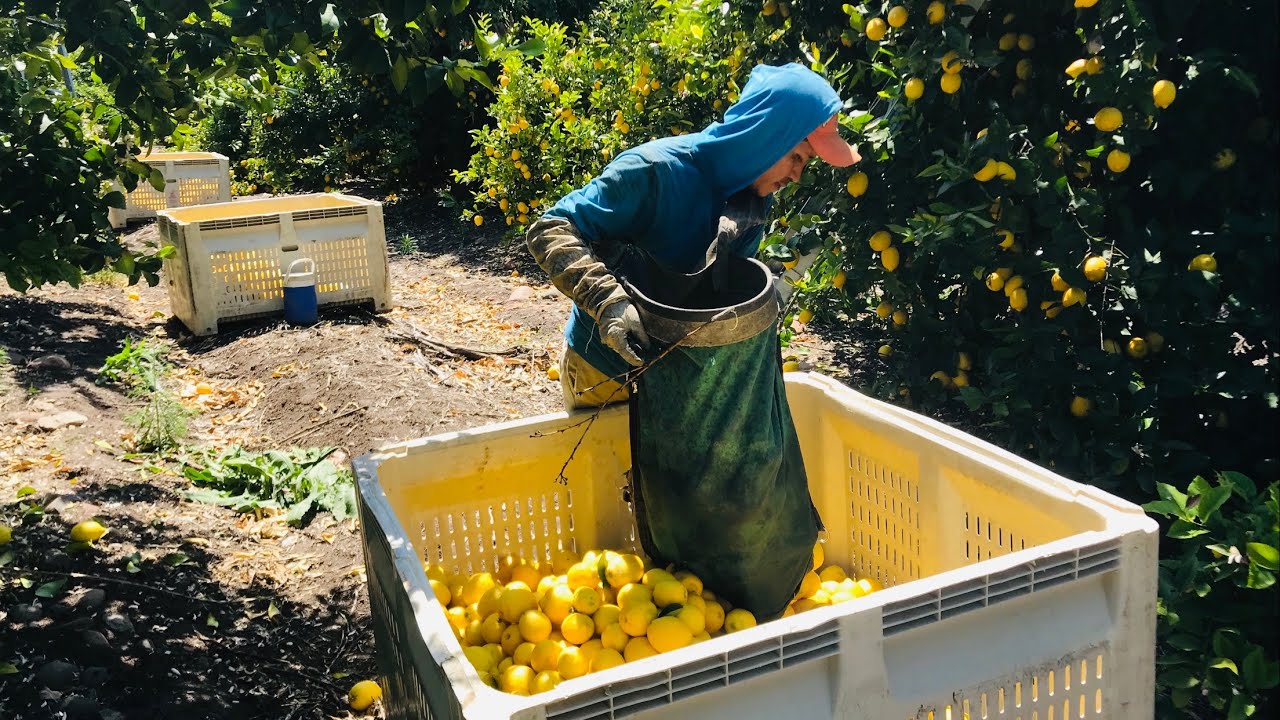 Pisca de Limon🍋 Por Contrato en California / LEMON HARVEST