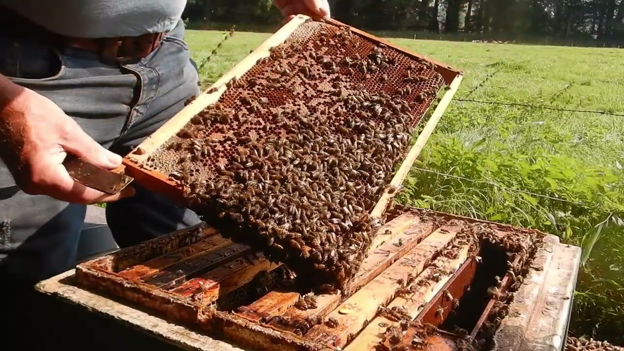 Eenbaksimkeren met onbehandelde volken