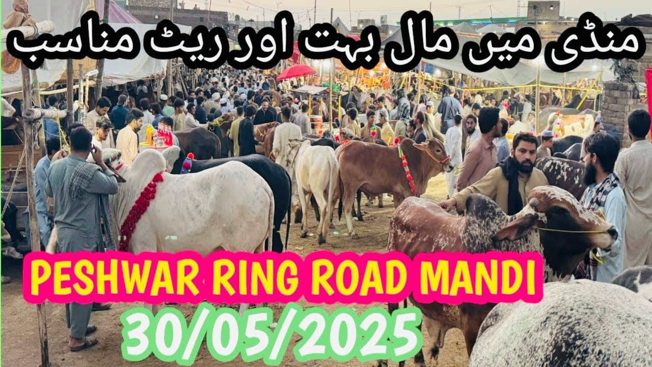 Cow Mandi Ring Road Peshawar 30/05/2025 Latest Updates | Mandi Rate Munasib