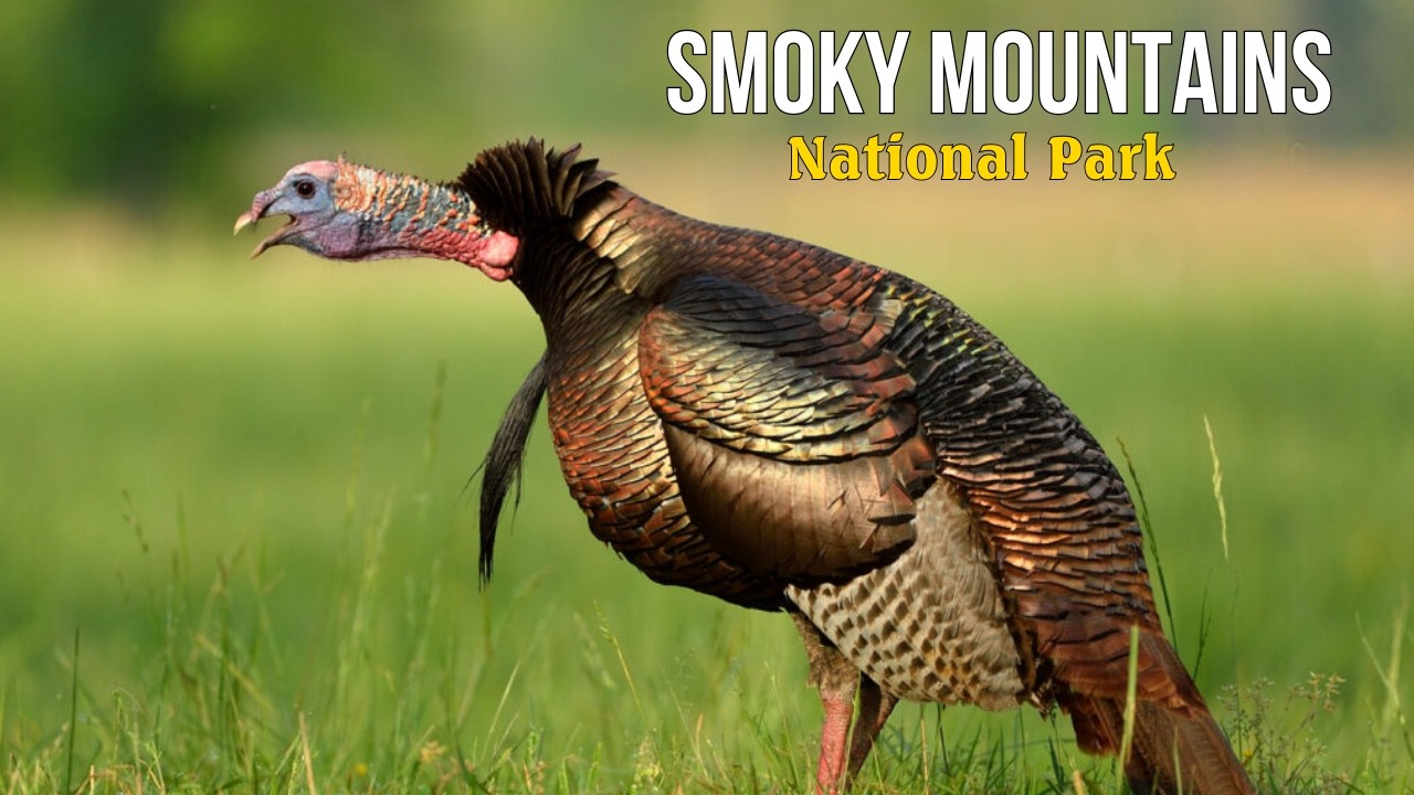 Birds of the Smoky Mountains &ndash; 15 Strange Species You Won&rsquo;t Believe Exist