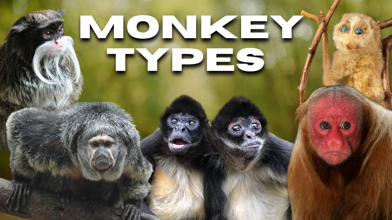 All Species of Wild 𝗠𝗼𝗻𝗸𝗲𝘆 | 𝗠𝗼𝗻𝗸𝗲𝘆 𝘁𝘆𝗽𝗲𝘀 | #monkey #knowledge