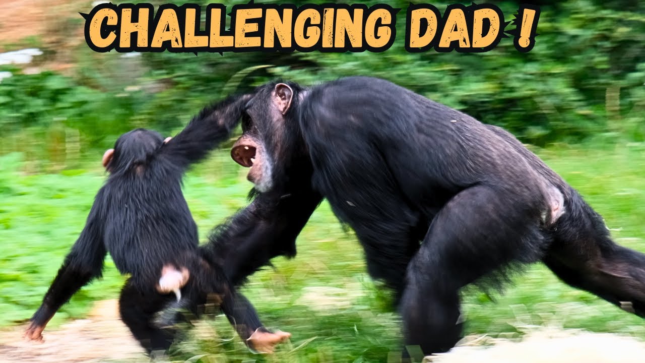 Baby Chimp's Brave Face-Off With Dad