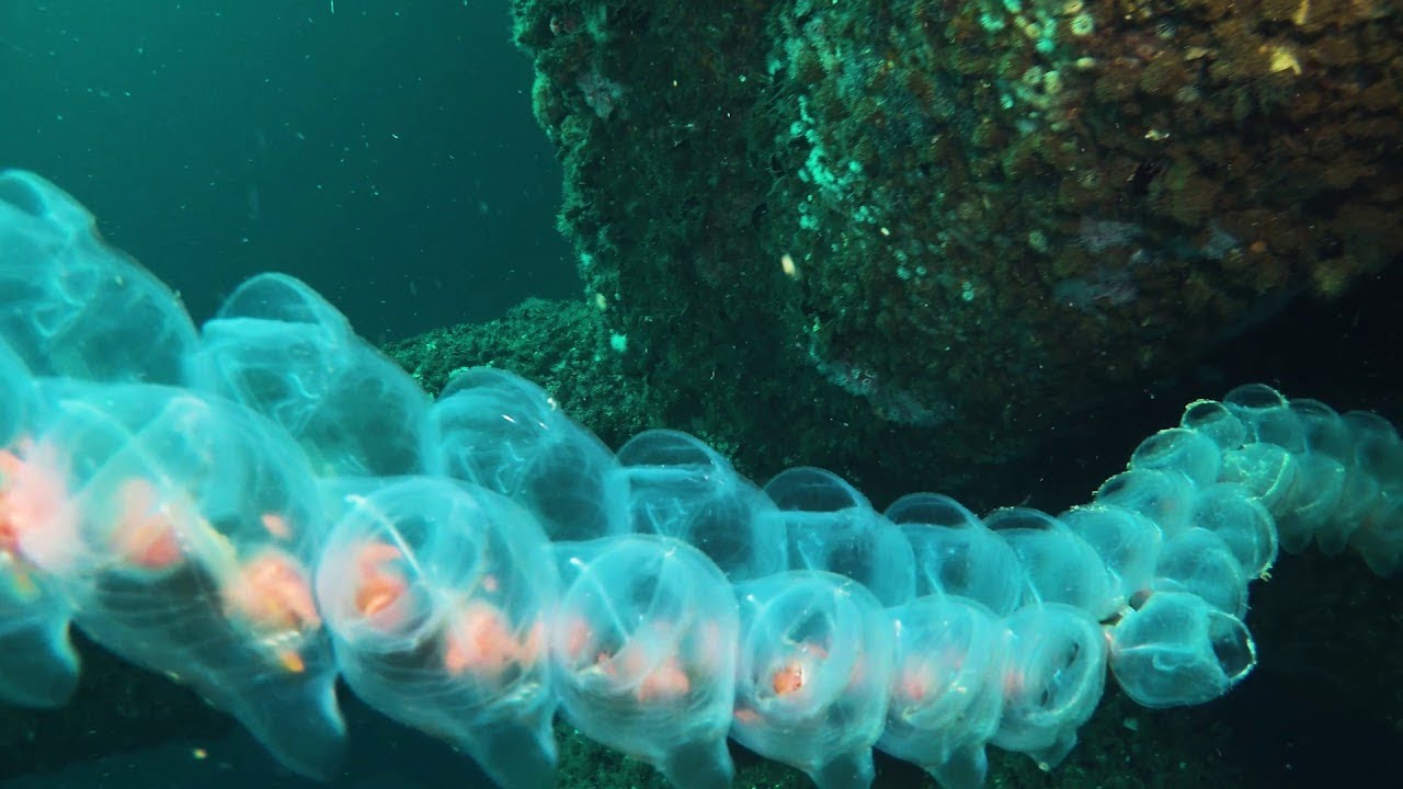 A String of Salp in the Sea || ViralHog