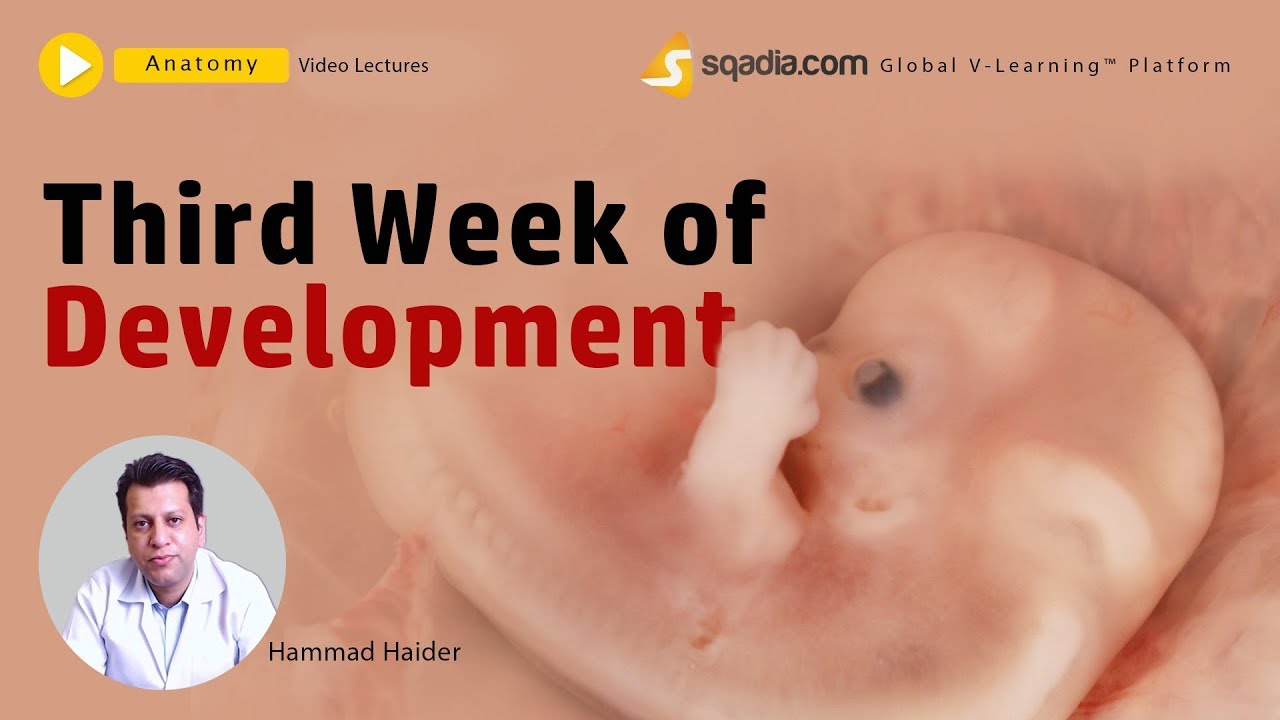 Third week of Development | Embryology Anatomy Lecture of Medical Student Education
