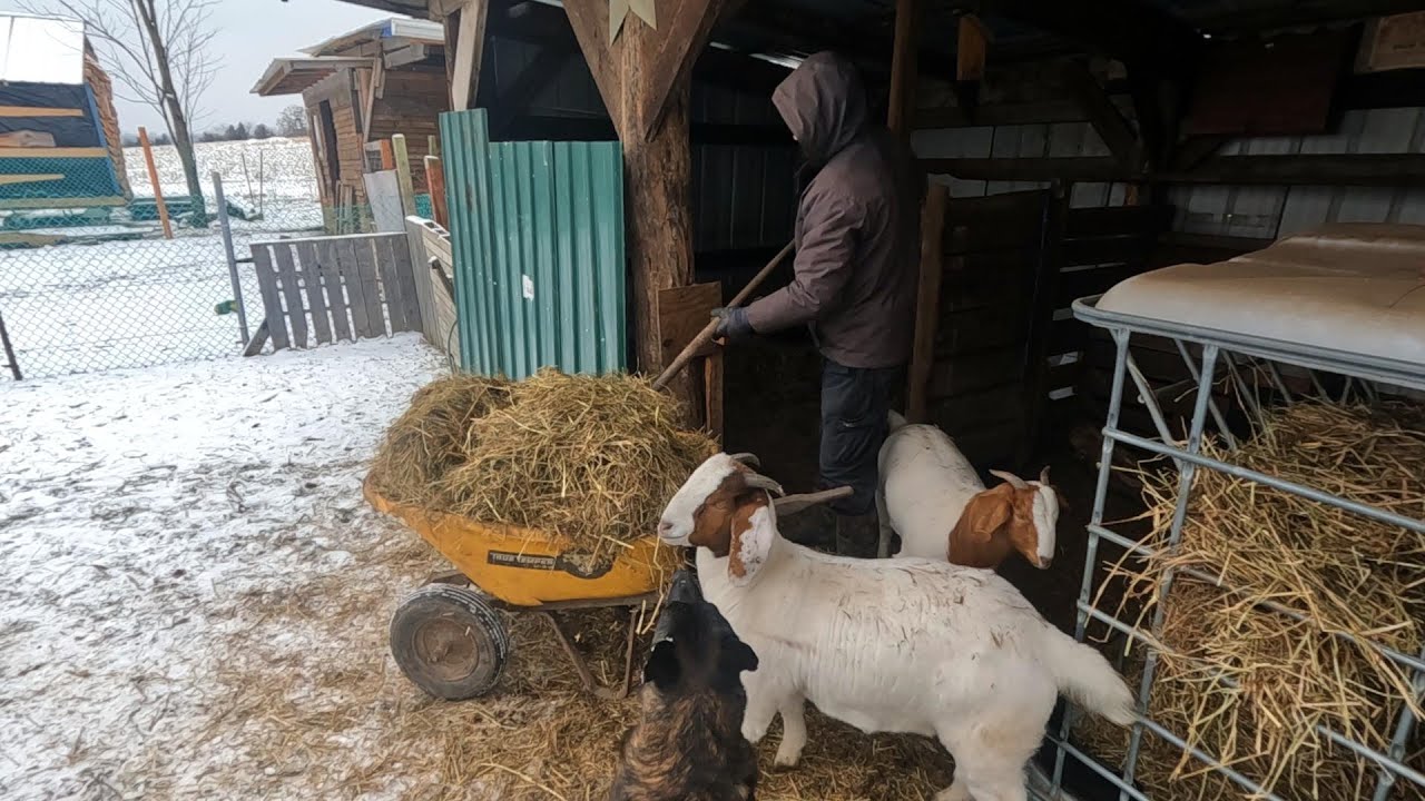 Козы помогают в уборке! // Whitt Acres