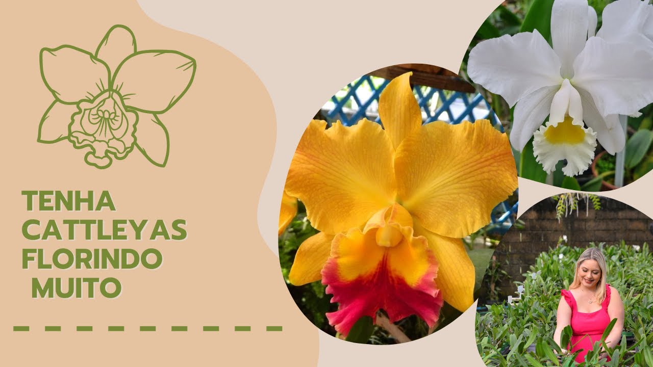 TENHA CATTLEYAS ENORMES | PASSO A PASSO NO CULTIVO DA RAINHA DAS ORQUÍDEAS