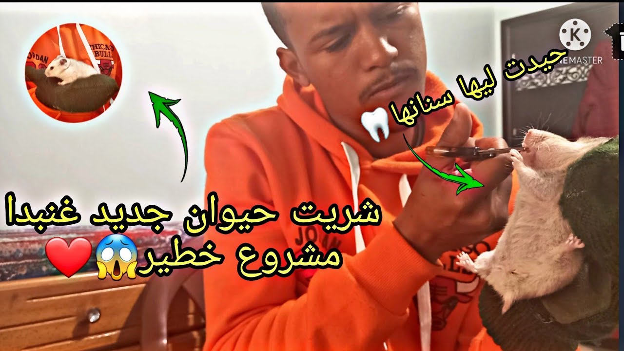 شريت حيوان جدي+احسن مروع لي تقدر دخل منو 320Dh بدون تعب وبسيط