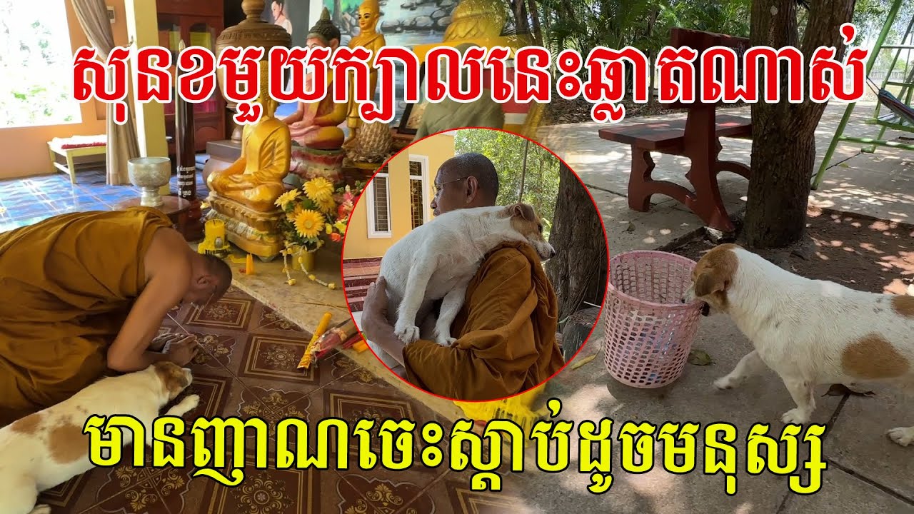 សុនខមួយក្បាលនេះឆ្លាតណាស់ មានញាណចេះស្តាប់ដូចមនុស្ស ហើយថែមទាំងមានអត្តចរិតខុសពីសុនខដ៏ទៃ