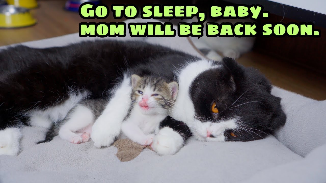 I&rsquo;ve Never Seen a Cat Dad Babysit His Kittens So Tenderly!