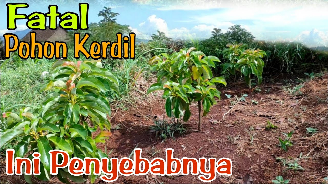 Penyebab Pohon Alpukat Kerdil Atau Stagnan Tanpa Perawatan