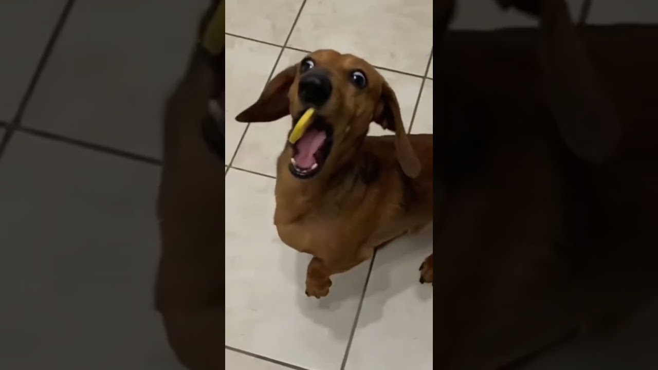 Dogs and lemons #dog #animals