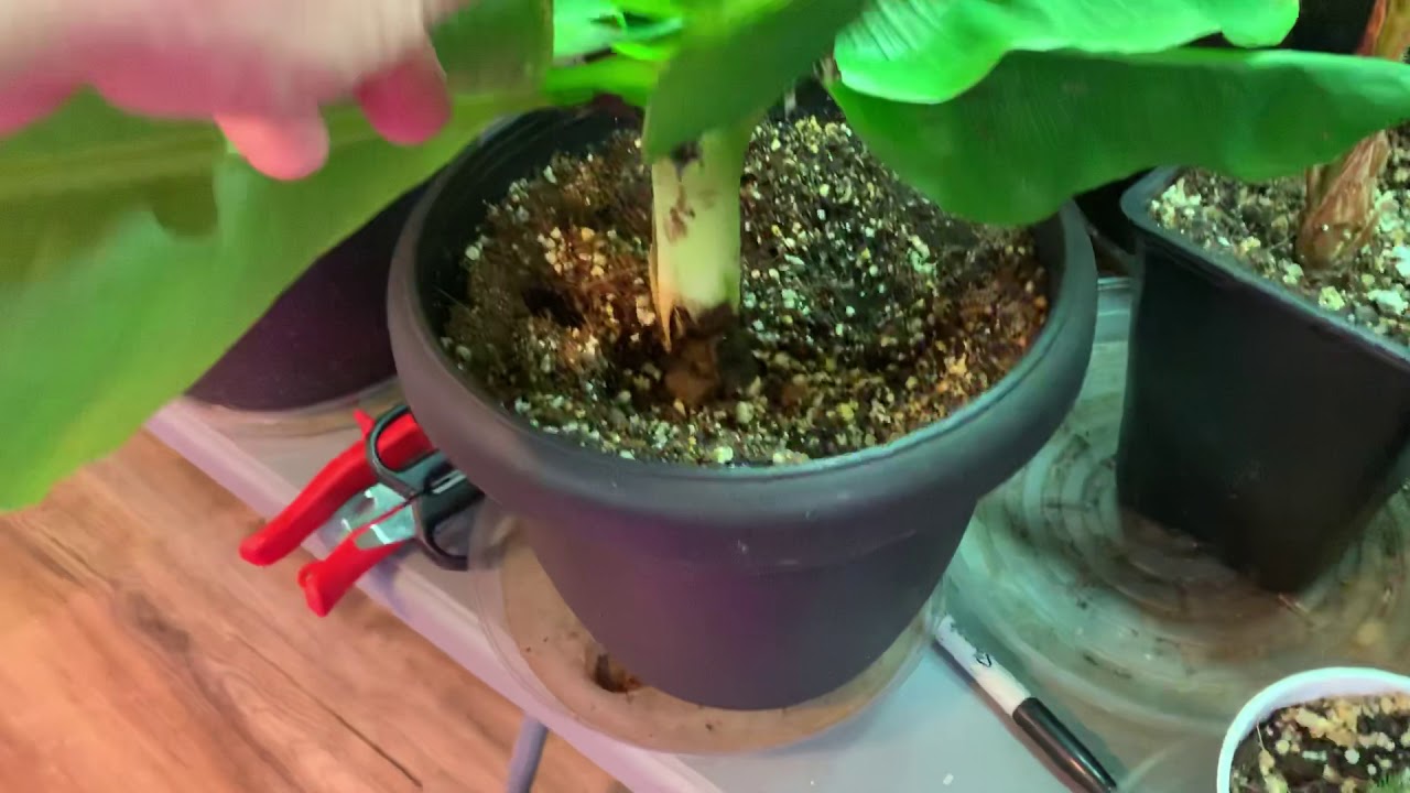 Musa acuminata (dwarf cavendish banana)