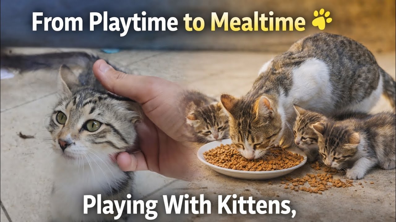Playing With Kittens, Feeding the Whole Cat Family