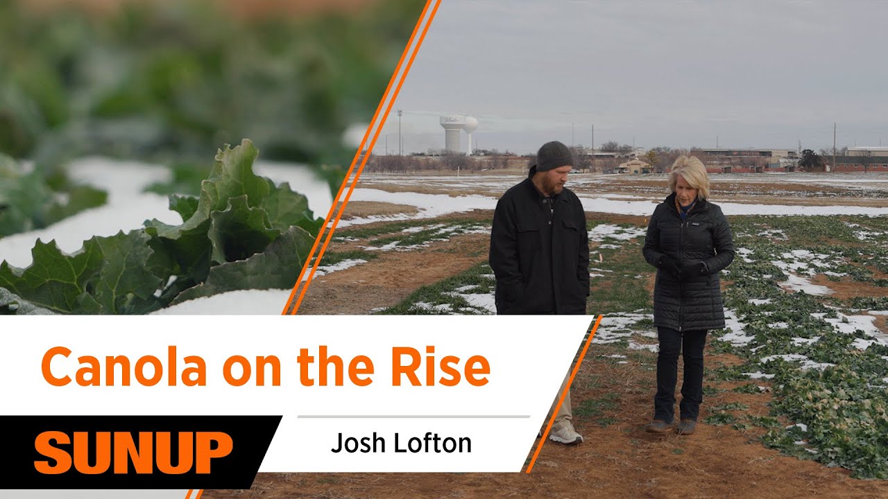 Canola After the Winter Storm? Camelina’s Potential for Oklahoma