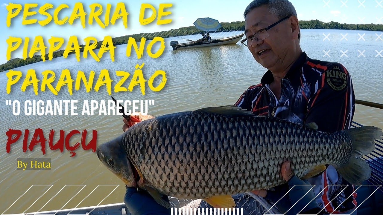 PESCARIA DE PIAU, PIAPARA E PIAUÇU NO RIO PARANÁ, PIAUÇU GIGANTE RESOLVEU APARECER