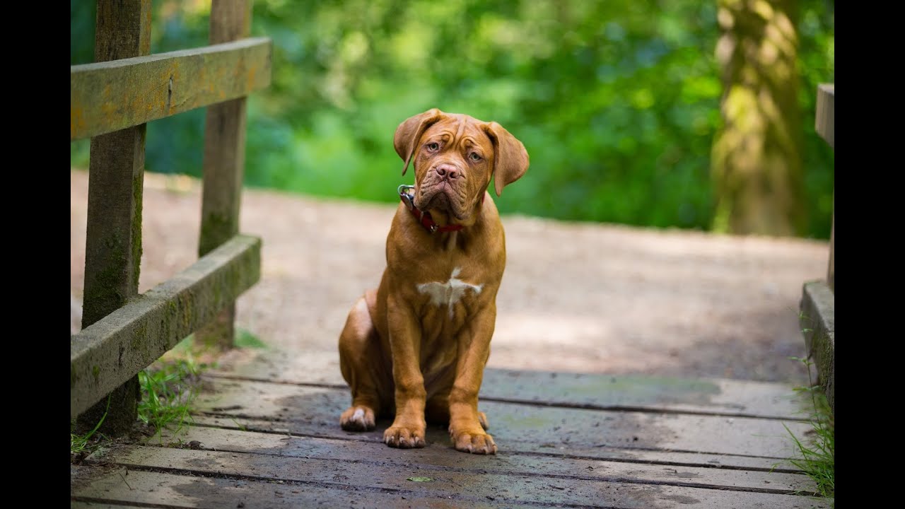 Mason - Dogue De Bordeaux Puppy - 4 Week Residential Dog Training at Adolescent Dogs