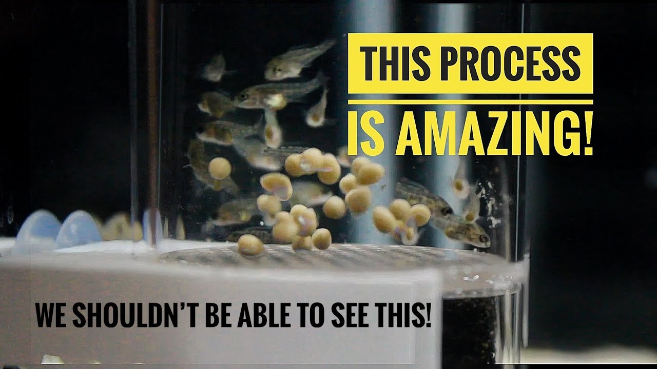 A BEAUTIFUL PROCESS! | From Cichlid EGGS to Cichlid FISH in 24 days!