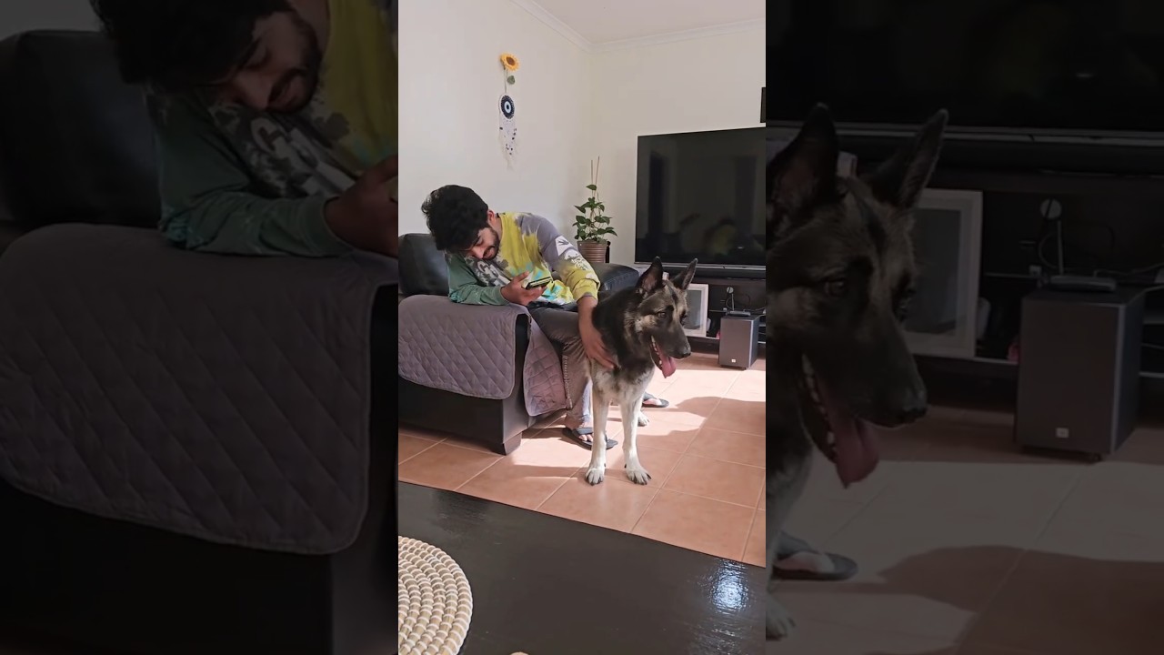 Maa intiki German shepherd enduku vachindi antaru? || Telugu vlogs || Ikada Ela With Goutham