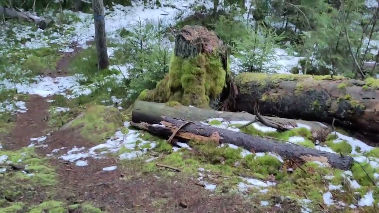 Nytebodaskogen