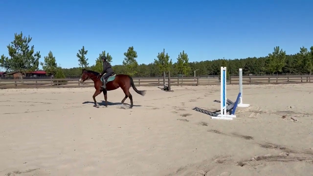 Lewis, AQHA Gelding for Sale