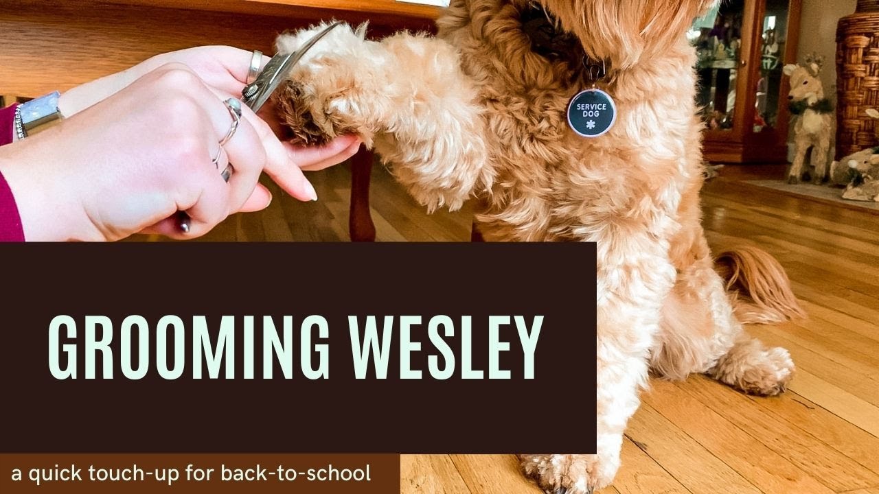 Grooming Wesley || A quick touch-up for school